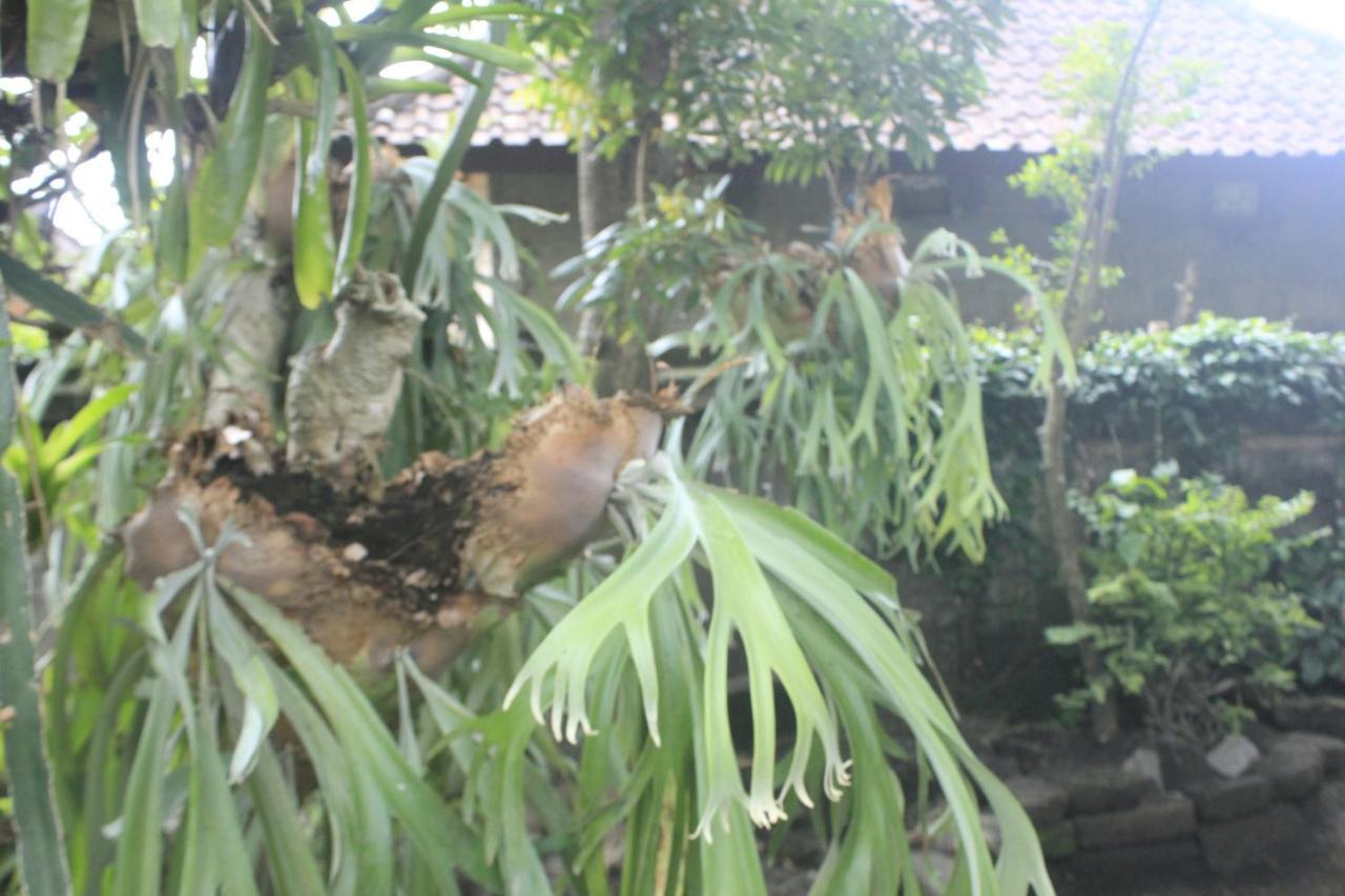 Umah De Arlika Ubud Dış mekan fotoğraf